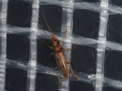 Parisopalpus nigronotatus