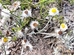 Achyranthemum paniculatum