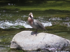 Hymenolaimus malacorhynchos