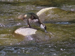 Hymenolaimus malacorhynchos