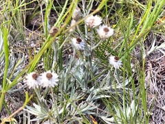 Achyranthemum paniculatum