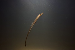 Syngnathidae