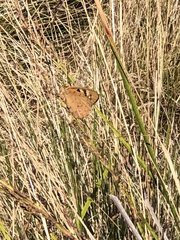 Heteronympha penelope