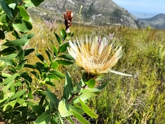 Protea aurea aurea