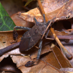Leptoglossus corculus