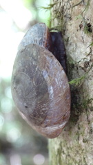 Caracolus caracolla