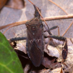 Leptoglossus corculus