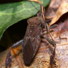 Leptoglossus corculus