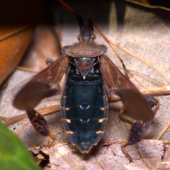 Leptoglossus corculus