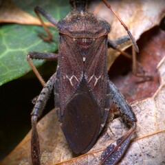 Leptoglossus corculus