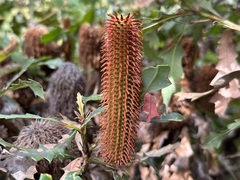 Banksia quercifolia