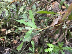 Banksia quercifolia