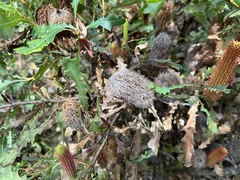 Banksia quercifolia