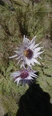 Berkheya purpurea