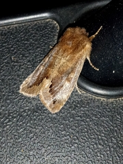 Orthosia garmani