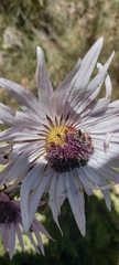 Berkheya purpurea