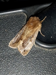Orthosia garmani