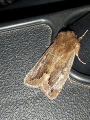 Orthosia garmani