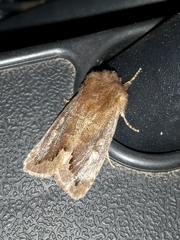 Orthosia garmani