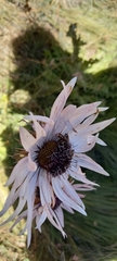 Berkheya purpurea