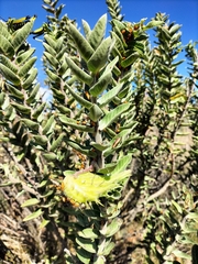 Gomphocarpus cancellatus