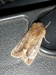 Orthosia garmani