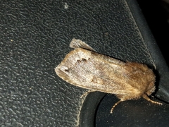 Orthosia garmani
