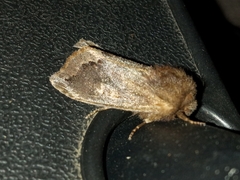 Orthosia garmani