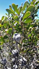 Hakea pandanicarpa
