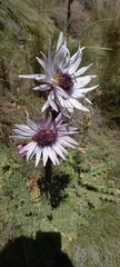 Berkheya purpurea