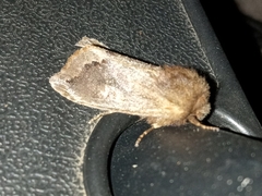 Orthosia garmani