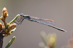 Austrolestes cingulatus