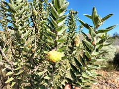 Gomphocarpus cancellatus