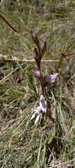 Brownleea recurvata