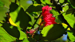 Hibiscus × archeri