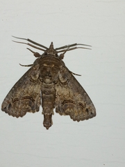 Paectes abrostoloides