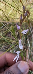 Brownleea recurvata