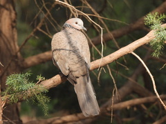 Streptopelia chinensis
