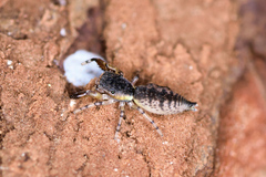 Cheliferoides segmentatus