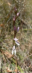 Brownleea recurvata