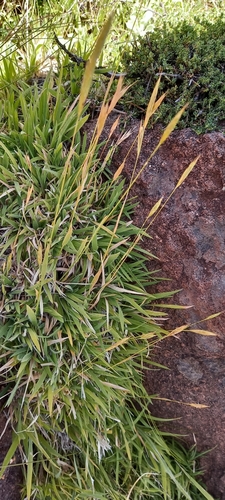 Brachypodium bolusii