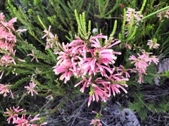 Erica densifolia