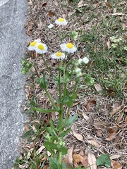 Erigeron philadelphicus