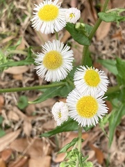 Erigeron philadelphicus