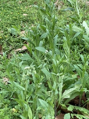 Erigeron philadelphicus