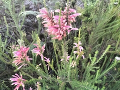 Erica densifolia