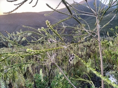 Liparia hirsuta
