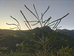 Liparia hirsuta