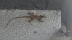 Anolis cristatellus