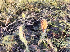 Mimetes pauciflorus